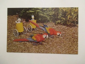Miami Florida Postal Parachoques y Jaspe Realización Guacamayos Loro Jungla FL - Imagen 1 de 2