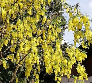 SAMEN Goldregen übersät mit gelben Blüten sind die Äste des tollen GOLDREGEN - Bild 1 von 2