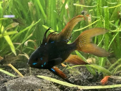 Male Longfin German Black Ram Dwarf Cichlid (~1.5") Live Freshwater Fish - Image 1 of 4