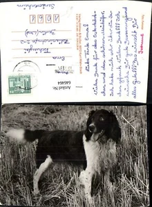 646464,Foto Ak Hund Tiere - Bild 1 von 1