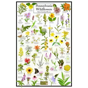 Pennsylvania Wildflowers - Native Grassland Blooms | Nature Poster Science Chart - Picture 1 of 5