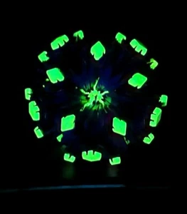 Hoberman Transforming Sphere LARGE Purple Green 💚 Glow In The Dark 9.5" - 30" - Picture 1 of 4