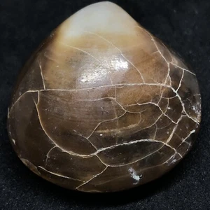 42gr Natural Polished Bivalvia Clam Rough PELECYPODA Fossil - Bild 1 von 5