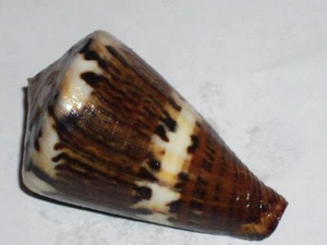 CONUS CAPITANEUS FANTASTIC - Picture 1 of 2