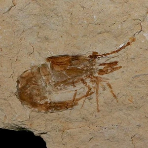 1.4" Fossil Shrimp Carpopenaeus Cretaceous Age 100 Mil Yrs Old Lebanon COA - Picture 1 of 7