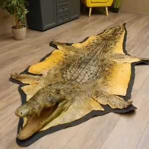 Nilkrokodil (Crocodylus niloticus) Kopfpräparation Präparat mit HKN L 330 cm - Bild 1 von 10