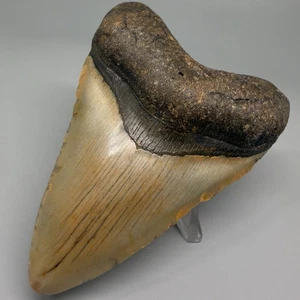 Nice Bourlette, Colorful 4.14" Fossil MEGALODON Shark Tooth - USA - Picture 1 of 5