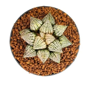 5CM Succulent Plant Haworthia Emelyae Pearl Liliaceae Home Garden Beautiful - Picture 1 of 18