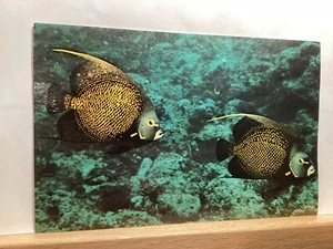 French Angelfish, Underwater Scene: West Indies - Vintage Postcard - Picture 1 of 3