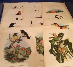 Folio of 24 Bird Prints by Axel Amuchastegui - Picture 1 of 10