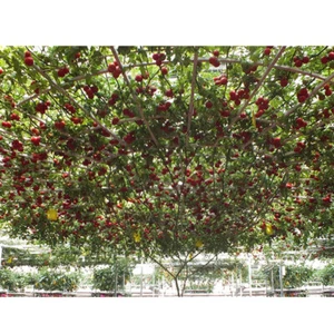 6 TREE TOMATO 'Trip L Crop' Lycopersicon Red Fruit Vegetable Seeds - Picture 1 of 6
