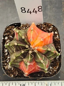 Gymnocalycium Mihanovichii Variegated Cactus Gorgeous Green & Orange #8448 - Picture 1 of 3