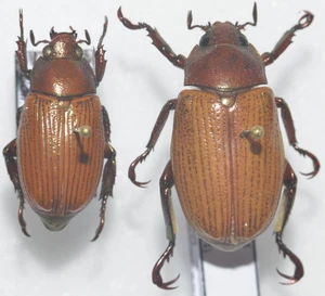 Entomologie - Coléoptères - Rutelinae - Epichalcoplethis aciculata CP - Photo 1/1