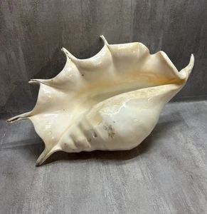 Lambis Truncata Spider Conch Polished Shell Decorative Large Seashell 10" A29 - Picture 1 of 8