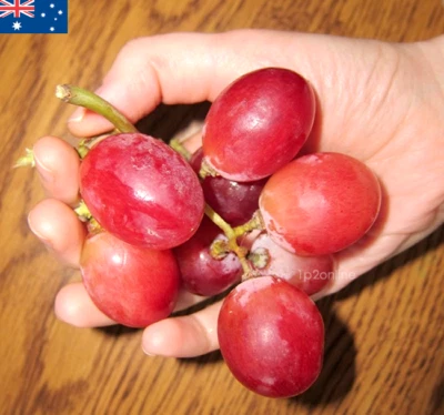 Red Globe Grapes 50 Seeds Large Seed Tree Vine RARE grape Big Fruit Wine - Image 1 of 4