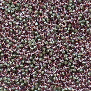 1028 PP19 LR *** 1 00 strass Swarovski fond conique 2,55mm LIGHT ROSE F - Picture 1 of 4