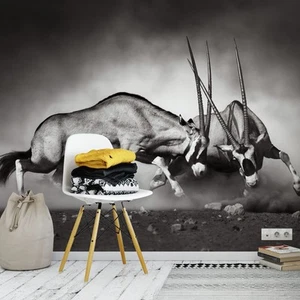 Kampftiere Tapete Wandbild Das Duell 384 cm x 260 cm Schwarz Fotowand - Bild 1 von 3