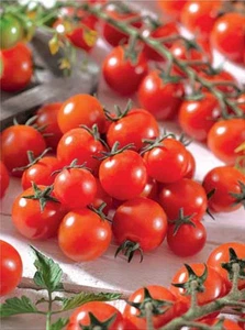Semillas de tomate IDIL tomates rojos cereza semillas orgánicas Ucrania 20 semillas D - Imagen 1 de 3