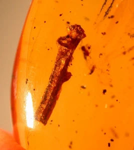 Schöner Pflanzenstängel mit Wespen in Dominikanischem Bernstein Fossil Edelstein - Bild 1 von 11