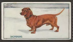 HILL (RJ)-BREEDS OF DOGS 1914-#11- DACHSHUND - Picture 1 of 2