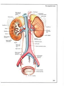The Urogenital System Bladderr Kidney Arteries Anatomy Art Print Book Plate YY - Picture 1 of 2