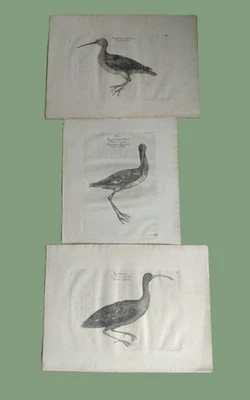 Konvolut 3  Stück alte uralte  Stahlstiche ? Radierungen - Vögel  Tiere  ANTIK ! - Bild 1 von 4