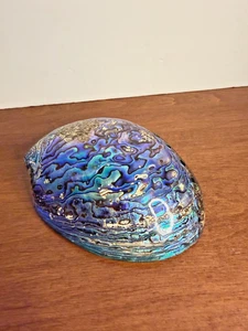 Large Abalone Shell Polished Paua Rainbow LG Sea Green Blue Beach House Zealand - Picture 1 of 6