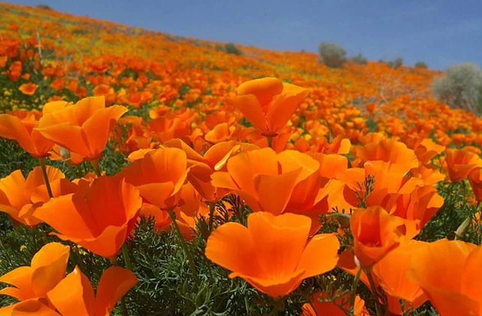 Bulk California Poppy Seeds Eschscholzia californica Stunning Orange Wildflower - Image 1 of 4
