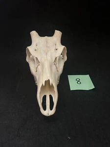 Rehschädel. Schädel, Präparatoren, Holz, Jagdtrophäe, Hirsch - Bild 1 von 4
