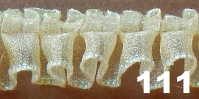 1" BOX PLEATED ORGANZA, SEWN ON TOP, IRIDESCENT EDGES, FREE SHIPPING USA - Image 1 of 2