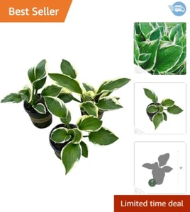Garden-Ready Live Hosta 'Patriot' - 3 Perennials for Partial Shade, 20" Height - Picture 1 of 8