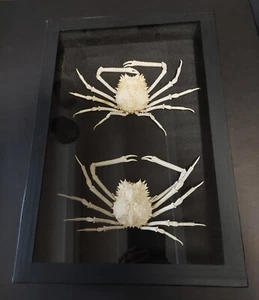micippa cristata gerahmte naturalisierte krabben - Bild 1 von 9