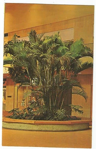 Rochester NY Midtown Plaza Mall Under the Palms Vintage Postcard - Picture 1 of 2