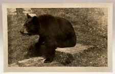 RPPC Bear, Alpine Inn on road to Mt. Rainier National Park, Washington Postcard