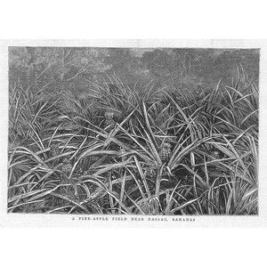 BAHAMAS A Pineapple Field near Nassau - Antique Print 1883 - Picture 1 of 1