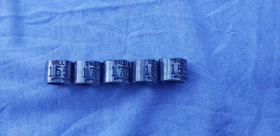 5 snow goose bands, goose band, decoy, calls, duck band, goose band, zink  - Image 1 of 1