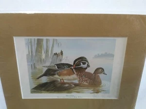 ART Print (1990s) "WOOD DUCKS" (Randy McGovern) (Signed) OF - Picture 1 of 1