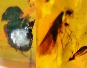 Ambar copal con pequeño escarabajo- 0.4 a 1.4 grs. de Birmania - Imagen 1 de 17