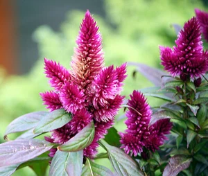 25-SEMILLAS DE CELOSIA ARGENTEA FLAMINGO COCKSCOMB "CELOSIA SPICATA" - Bild 1 von 1