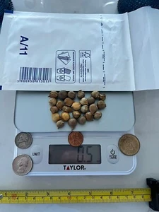 Garlic variety "Elephant" 25 small seeds for planting - Picture 1 of 10