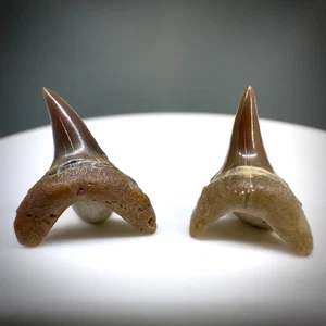 Par de fósiles Alopias hermani - Dientes de tiburón trilladora extintos - Kazajstán - Imagen 1 de 2