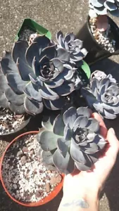 Large Echeveria Black Prince Succulent Live Healthy Plant Rooted 5"pot W/Soil - Picture 1 of 8