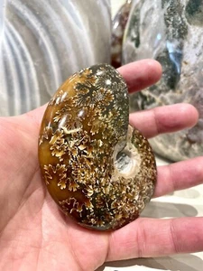 Ammonit Fossil Muschel Präparat Kristall Heilung Yoga Meditation Reiki Berg ZENDA - Bild 1 von 12