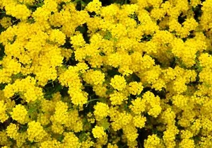 1000 GOLDENES BÜSCHEL ALYSSUM Korb Gold Aurinia saxatilis gelbe Blumensamen - Bild 1 von 6