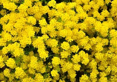 SEEDVILLE USA 1000 GOLDEN TUFT ALYSSUM Basket of Gold Aurinia Saxatilis Yellow Flower Seeds