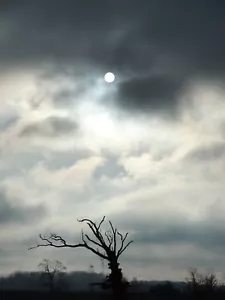 País perdido Gótico Amanecer Nubes medias Árbol malvado Atormentando Erie Noche oscura - Imagen 1 de 1