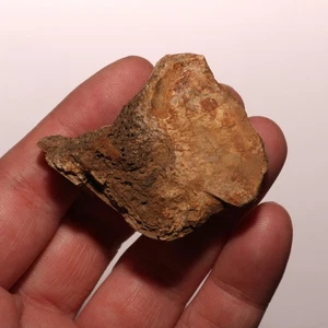 Dinosaur Vertebrae Process - Hell Creek Formation - Great Fossil Specimen - Picture 1 of 9