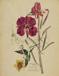 Willow Herb : Charles Rennie Mackintosh : 1919 : Archival Art Print - Picture 1 of 2