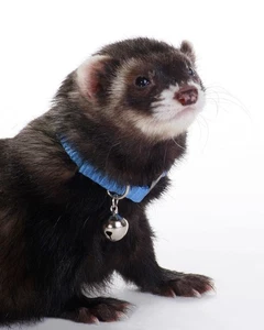 Marshall Pet Products Ferret Bell Collar Blue 1ea/3/8 in - Picture 1 of 2