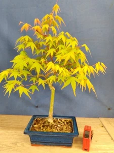 bonsai di acero palmato verde h 47 cm visita il negozio - Foto 1 di 9